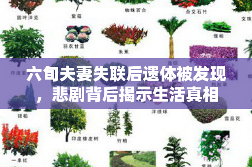 六旬夫妻失联后遗体被发现，悲剧背后揭示生活真相