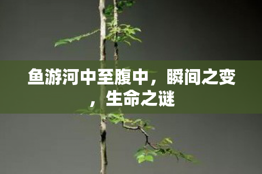 鱼游河中至腹中，瞬间之变，生命之谜