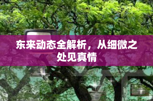 东来动态全解析，从细微之处见真情