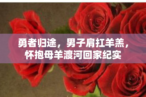 勇者归途，男子肩扛羊羔，怀抱母羊渡河回家纪实