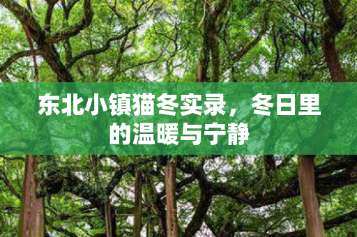东北小镇猫冬实录，冬日里的温暖与宁静