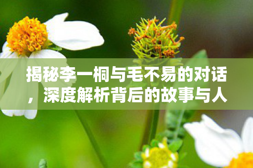 揭秘李一桐与毛不易的对话，深度解析背后的故事与人物关系