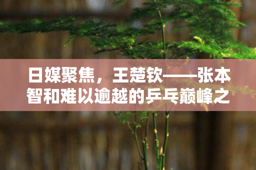 日媒聚焦，王楚钦——张本智和难以逾越的乒乓巅峰之墙