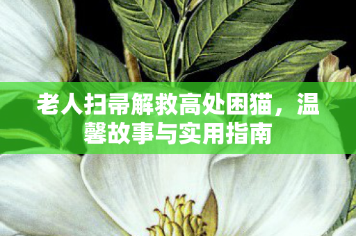 老人扫帚解救高处困猫，温馨故事与实用指南