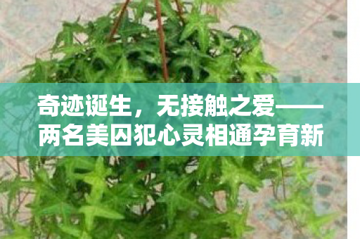 奇迹诞生，无接触之爱——两名美囚犯心灵相通孕育新生