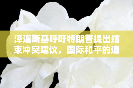 泽连斯基呼吁特朗普提出结束冲突建议，国际和平的迫切需求与全球期待