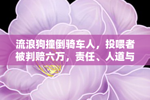 流浪狗撞倒骑车人，投喂者被判赔六万，责任、人道与法律之间的微妙平衡