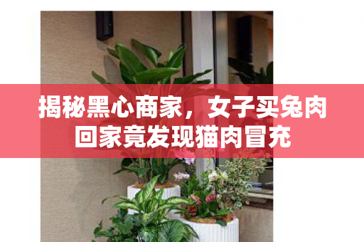 揭秘黑心商家，女子买兔肉回家竟发现猫肉冒充