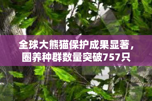 全球大熊猫保护成果显著，圈养种群数量突破757只