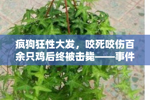 疯狗狂性大发，咬死咬伤百余只鸡后终被击毙——事件全貌与深度解析