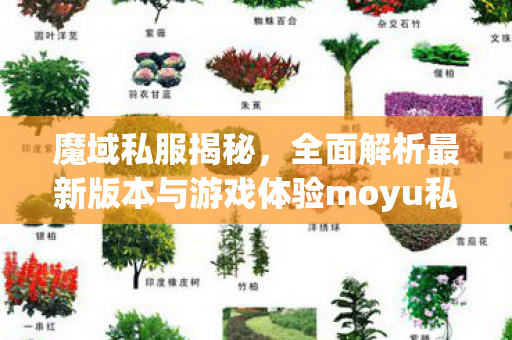 魔域私服揭秘，全面解析最新版本与游戏体验moyu私服