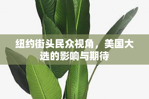 纽约街头民众视角，美国大选的影响与期待