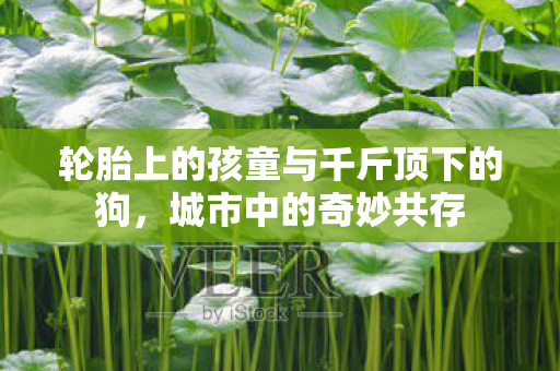 轮胎上的孩童与千斤顶下的狗，城市中的奇妙共存