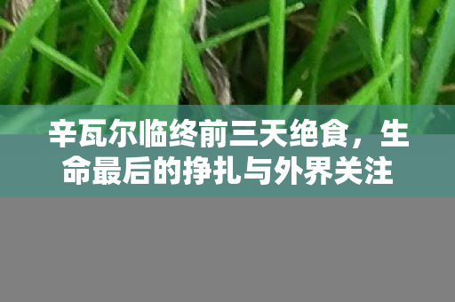 辛瓦尔临终前三天绝食，生命最后的挣扎与外界关注