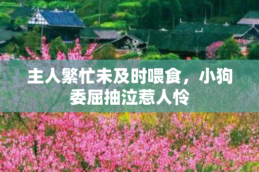 主人繁忙未及时喂食，小狗委屈抽泣惹人怜