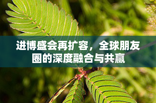 进博盛会再扩容，全球朋友圈的深度融合与共赢