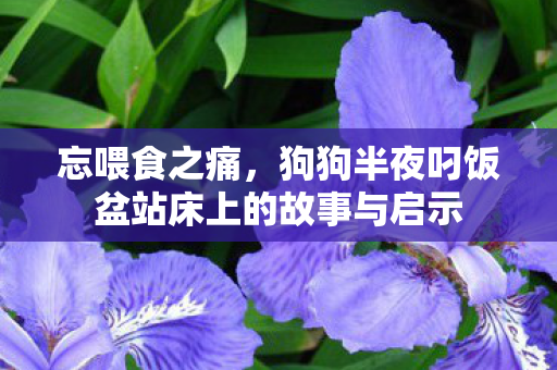 忘喂食之痛，狗狗半夜叼饭盆站床上的故事与启示