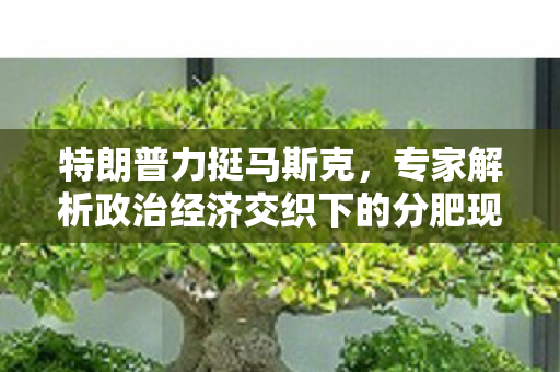 特朗普力挺马斯克，专家解析政治经济交织下的分肥现象
