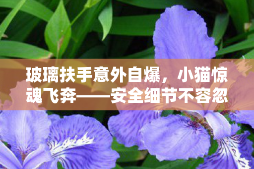 玻璃扶手意外自爆，小猫惊魂飞奔——安全细节不容忽视