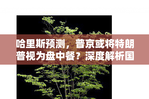 哈里斯预测，普京或将特朗普视为盘中餐？深度解析国际政治风云