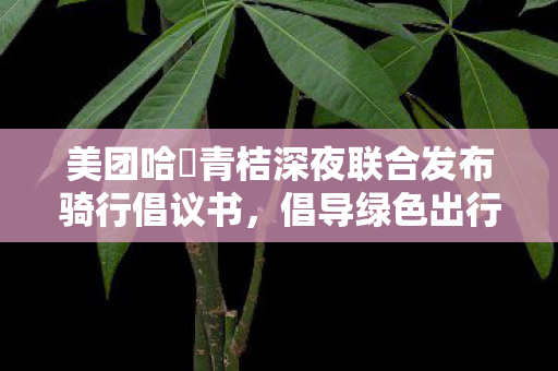 美团哈啰青桔深夜联合发布骑行倡议书，倡导绿色出行新风尚