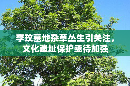 李玟墓地杂草丛生引关注，文化遗址保护亟待加强
