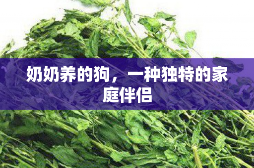奶奶养的狗，一种独特的家庭伴侣