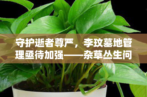 守护逝者尊严，李玟墓地管理亟待加强——杂草丛生问题亟待解决