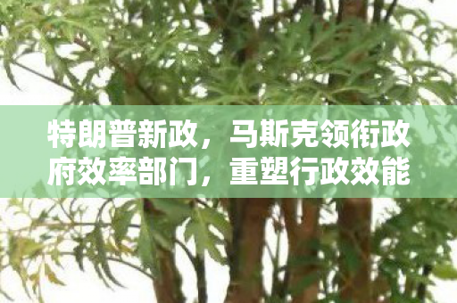 特朗普新政，马斯克领衔政府效率部门，重塑行政效能新篇章