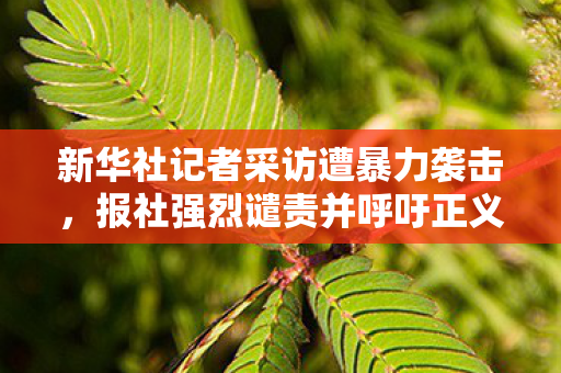 新华社记者采访遭暴力袭击，报社强烈谴责并呼吁正义