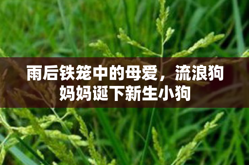 雨后铁笼中的母爱，流浪狗妈妈诞下新生小狗