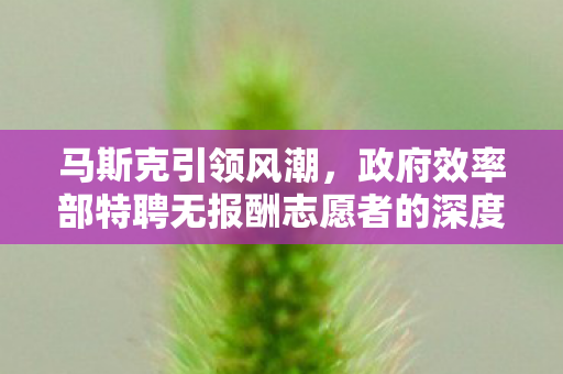 马斯克引领风潮，政府效率部特聘无报酬志愿者的深度解析