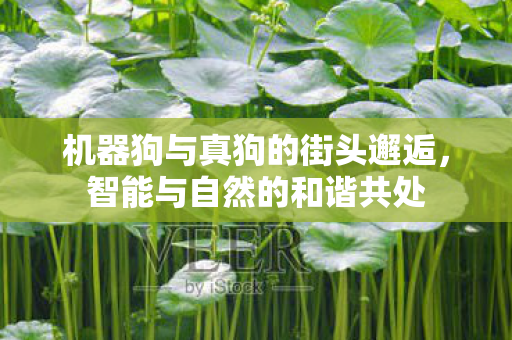 机器狗与真狗的街头邂逅，智能与自然的和谐共处