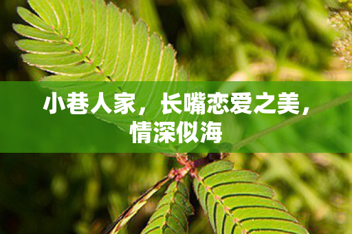 小巷人家，长嘴恋爱之美，情深似海