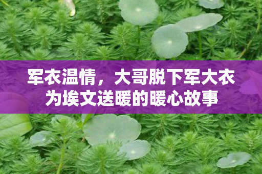 军衣温情，大哥脱下军大衣为埃文送暖的暖心故事
