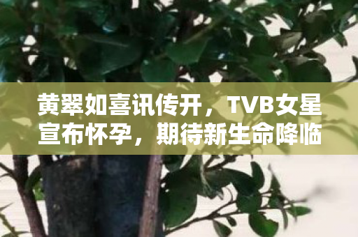 黄翠如喜讯传开，TVB女星宣布怀孕，期待新生命降临