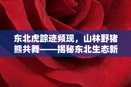 东北虎踪迹频现，山林野猪熊共舞——揭秘东北生态新篇章