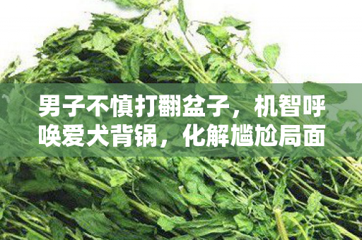 男子不慎打翻盆子，机智呼唤爱犬背锅，化解尴尬局面