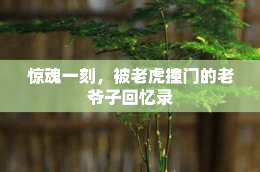 惊魂一刻，被老虎撞门的老爷子回忆录