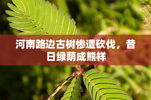 河南路边古树惨遭砍伐，昔日绿荫成熊样
