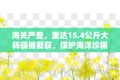 海关严查，重达15.4公斤大砗磲被截获，保护海洋珍稀物种行动升级