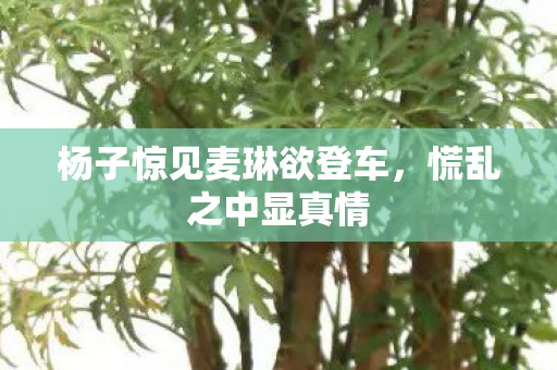 杨子惊见麦琳欲登车，慌乱之中显真情