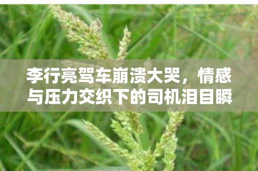 李行亮驾车崩溃大哭，情感与压力交织下的司机泪目瞬间